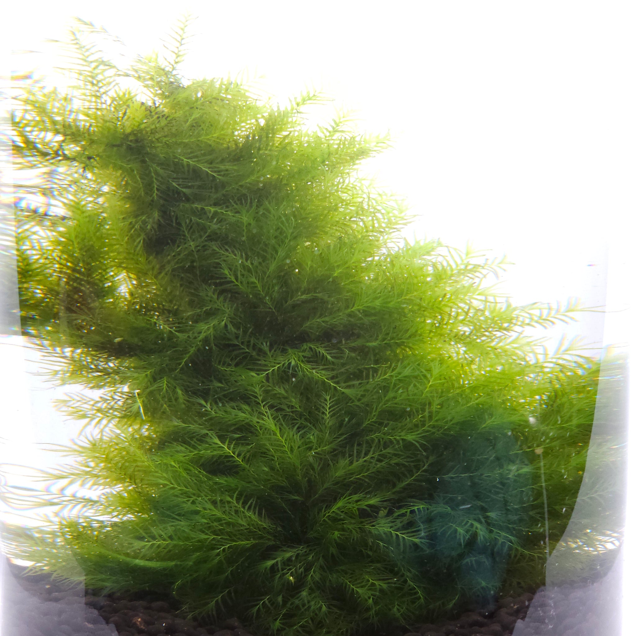 Fissidens fontanus - Phönix-Moos
