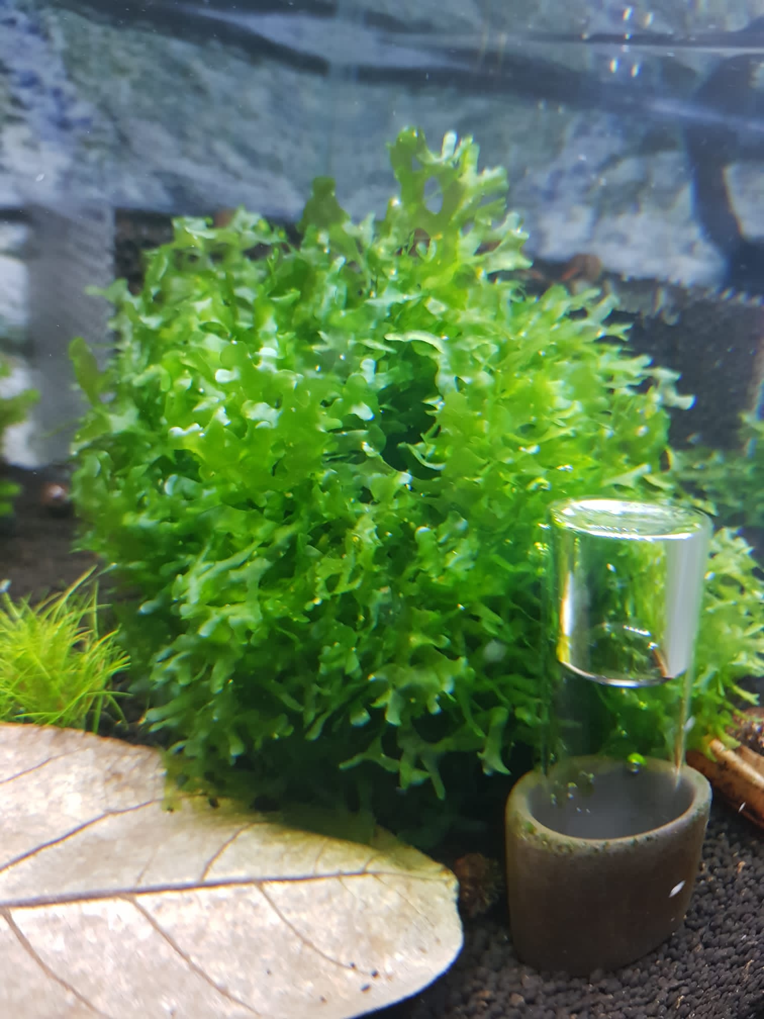 Lomariopsis cf. lineata - Süßwassertang