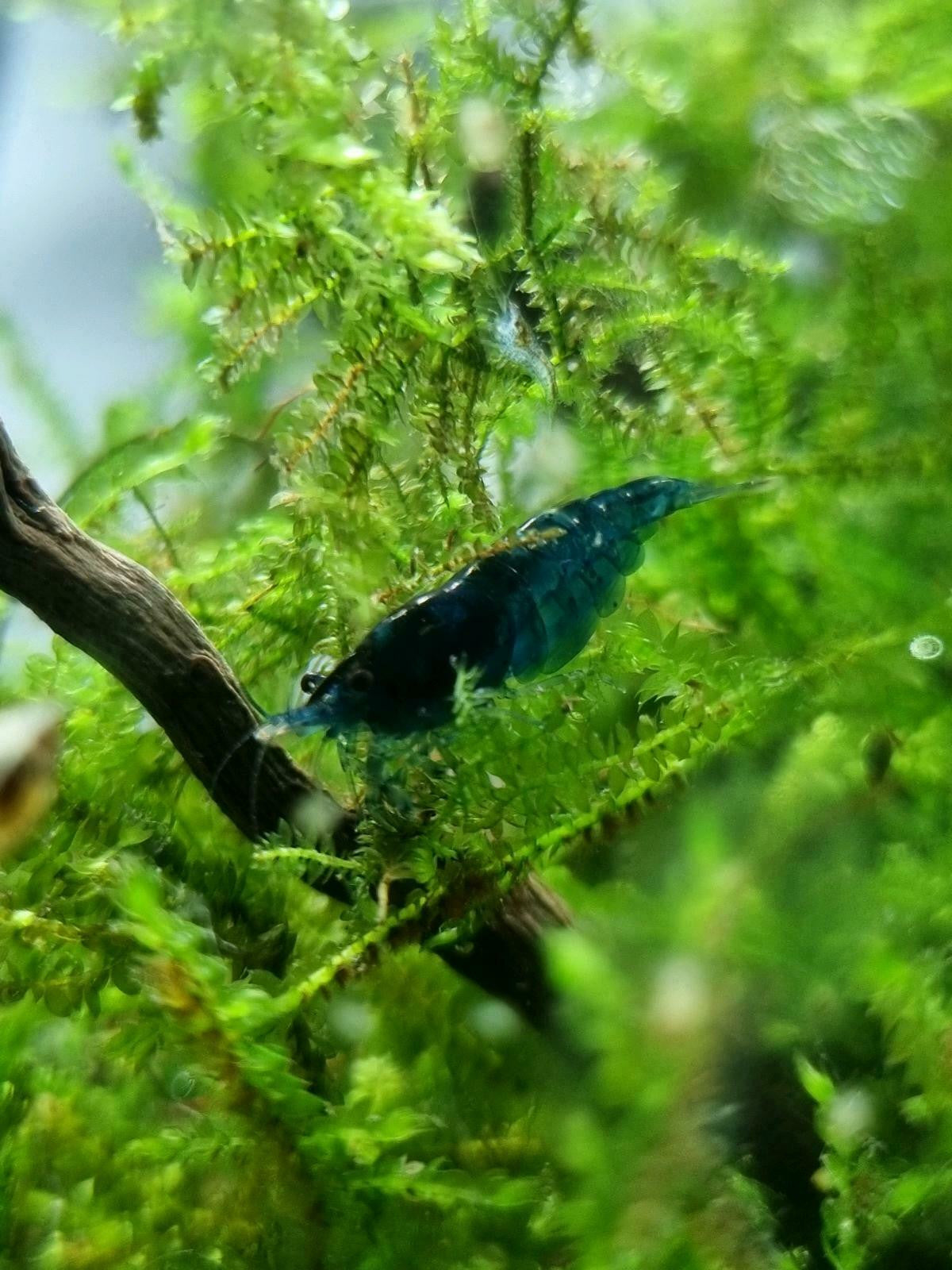 Blue Dream / Blue Velvet Dwarf Shrimp - Neocaridina davidi