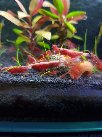 Red Sakura Zwerggarnele - Neocaridina davidi