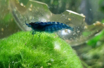 Blue Dream / Blue Velvet Zwerggarnele - Neocaridina davidi