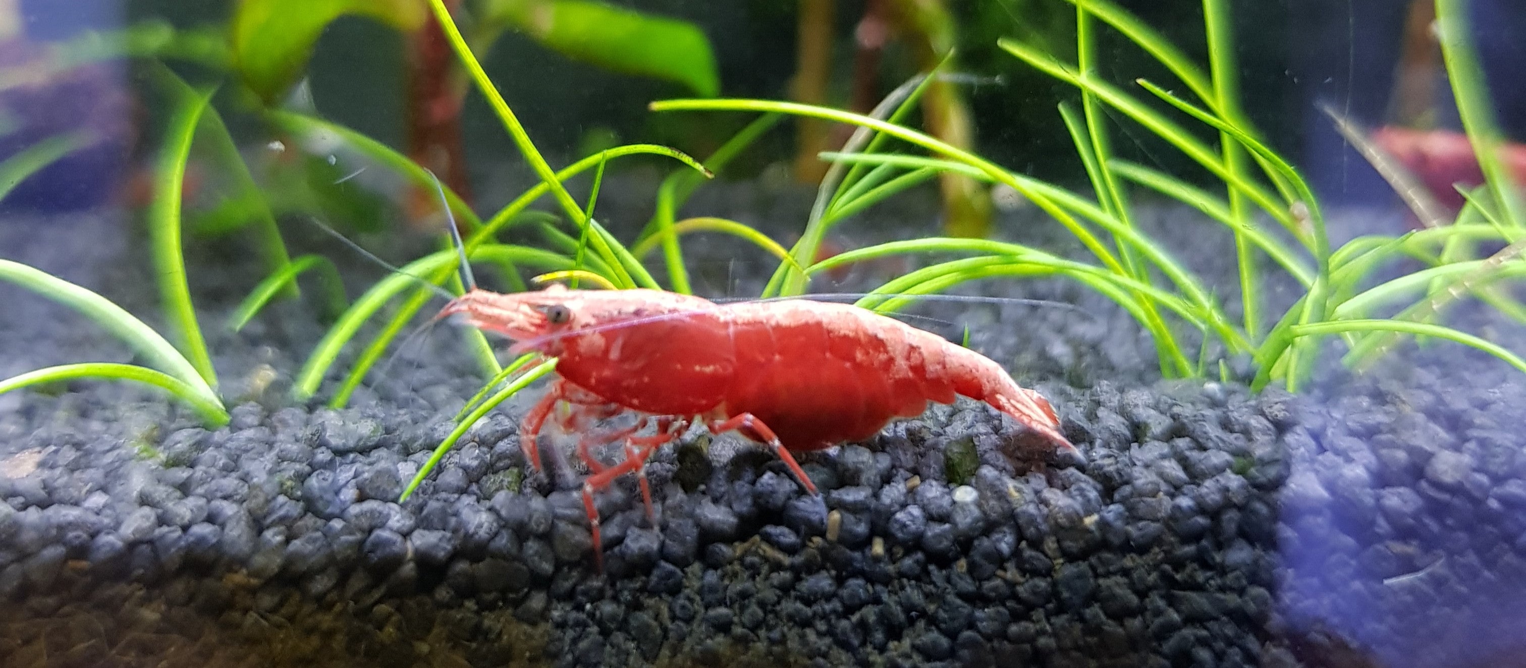 Red Sakura Zwerggarnele - Neocaridina davidi