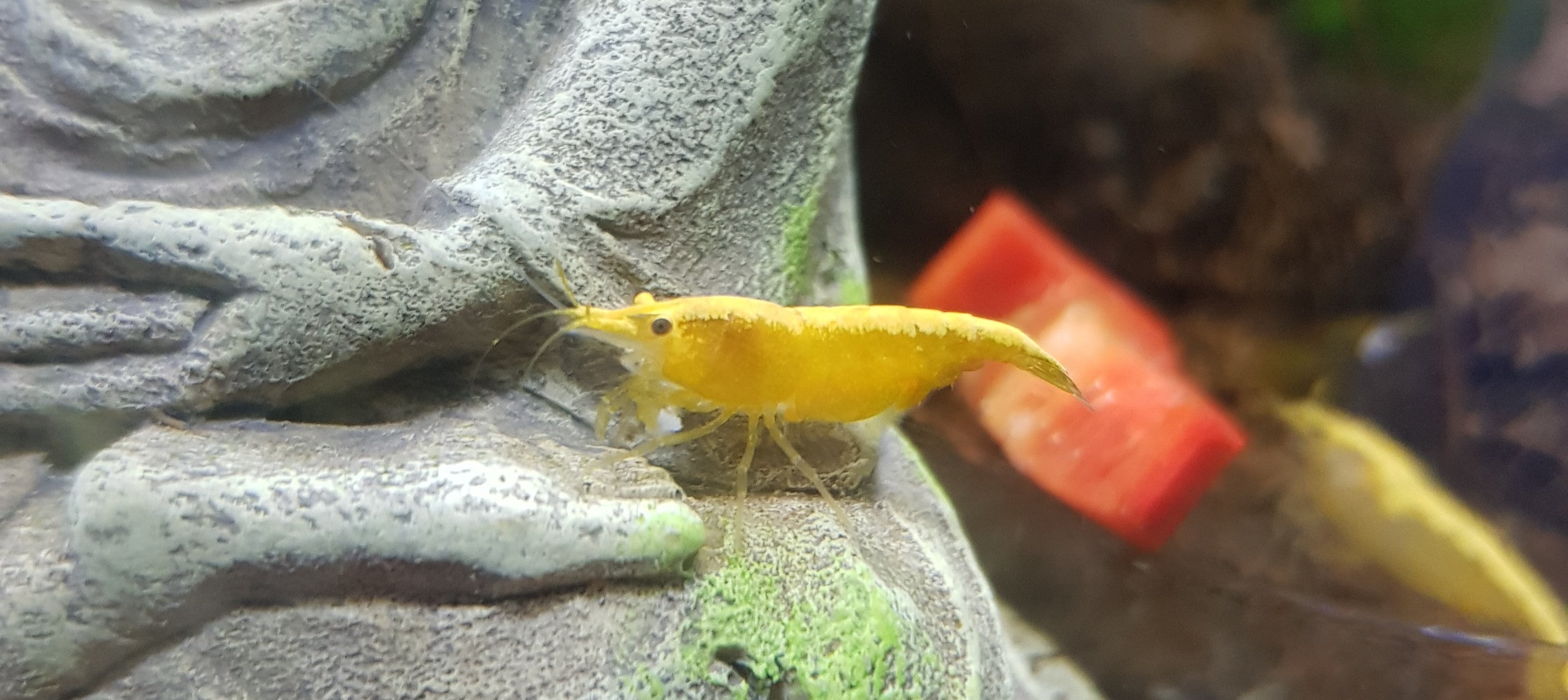 Yellow Fire Zwerggarnele - Neocaridina davidi